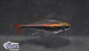 Hyphessobrycon loretoensis