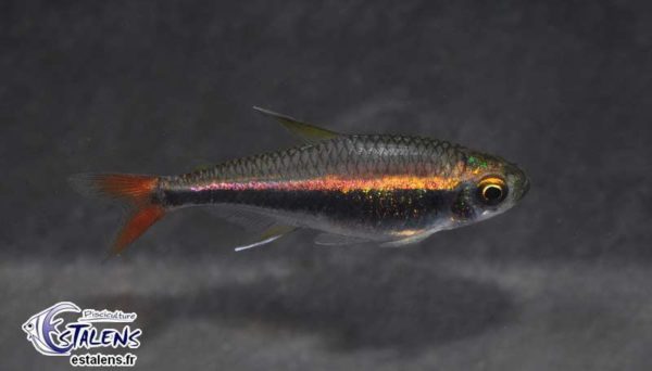 Hyphessobrycon loretoensis