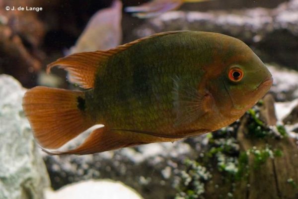 Hypselecara temporalis