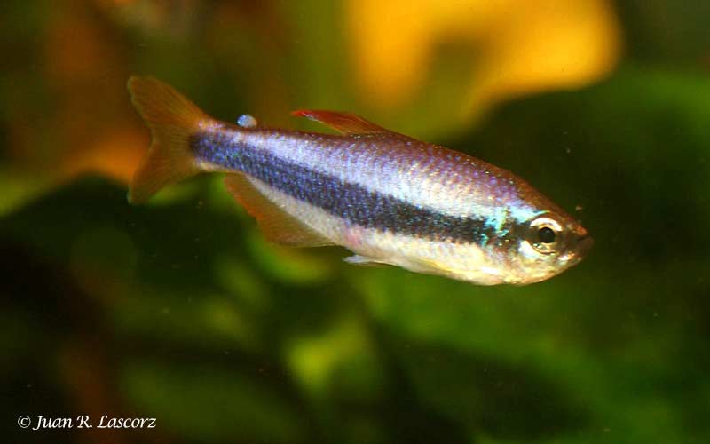 Inpaichthys kerri - Blauwe Koningszalm