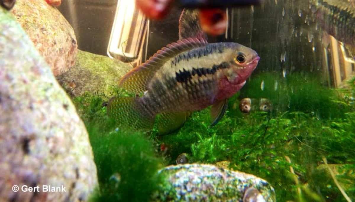 Laetacara dorsigera - Roodborst Acara