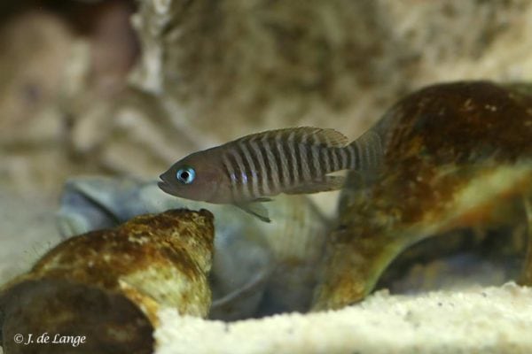 Lamprologus multifasciatus
