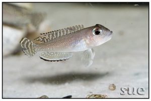 Lamprologus ornatipinnis - Kigoma
