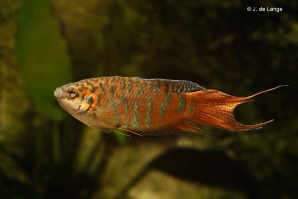 Macropodus opercularis - Paradijsvis