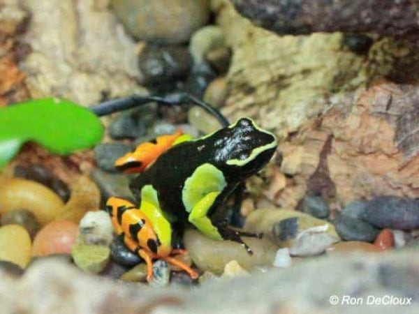 Mantella baroni