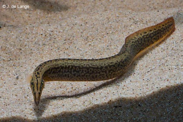 Mastacembelus shiranus