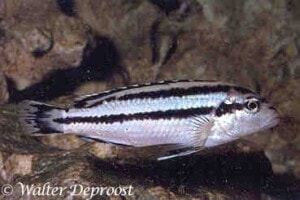 Melanochromis loriae - Vrouw