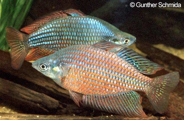 Melanotaenia rubrostriata