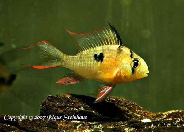 Mikrogeophagus altispinosus