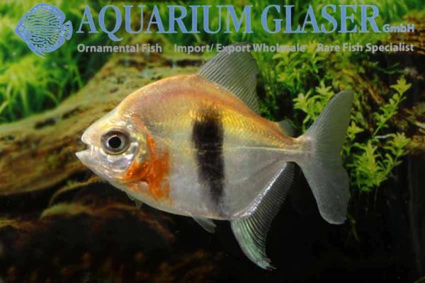 Myloplus schomburgkii Colombia Zwartband Schijfzalm