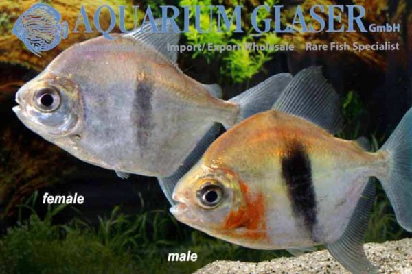 Myloplus schomburgkii Colombia koppel