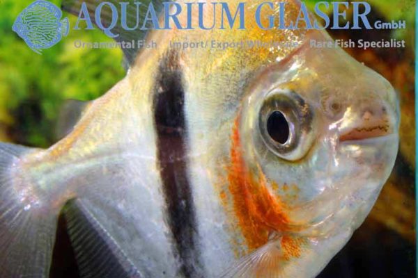 Myloplus schomburgkii Colombia tanden