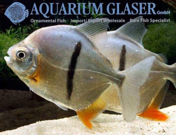 Myloplus schomburgkii koppel