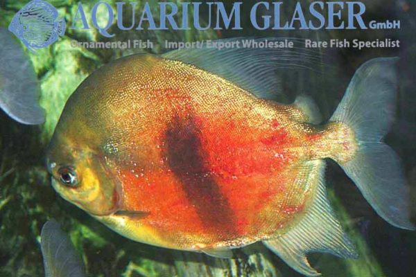 Myloplus schomburgkii