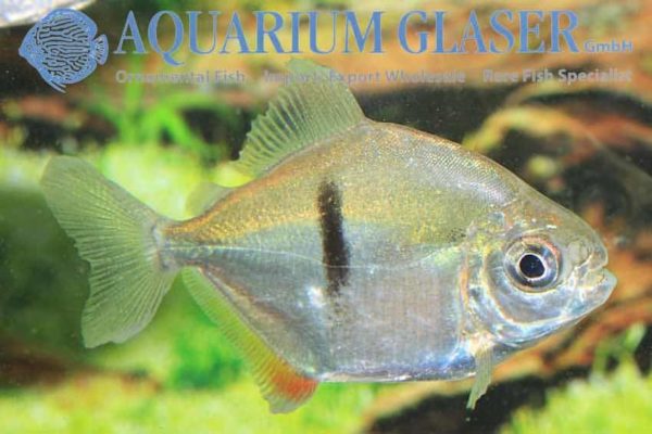 Myloplus schomburgkii