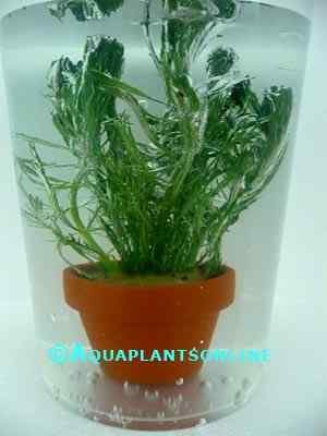 Myriophyllum aquaticum - Parelvederkruid