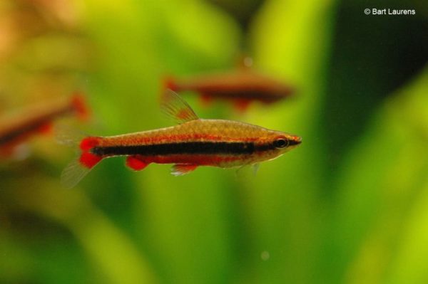 Nannostomus beckfordi - Potloodvisje - Man volledig op kleur