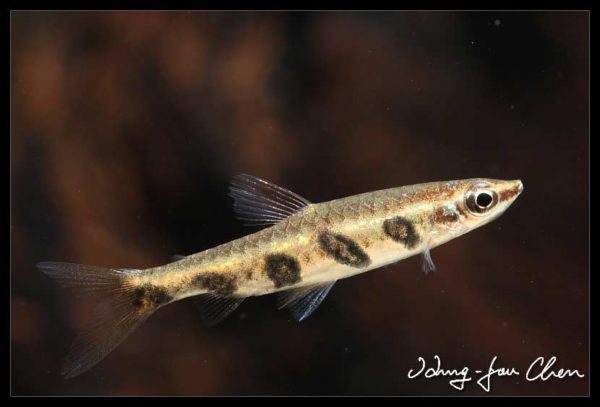 Nannostomus espei