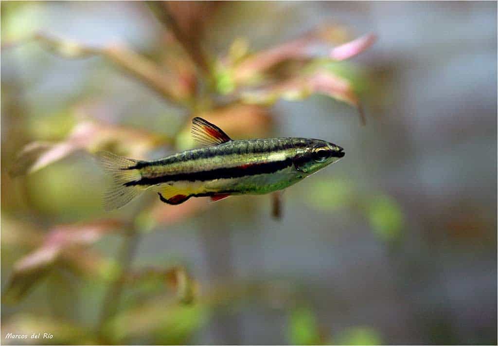 Nannostomus marginatus - Man
