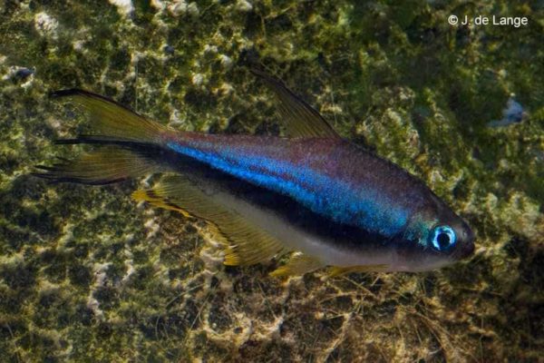 Nematobrycon palmeri - Keizertetra