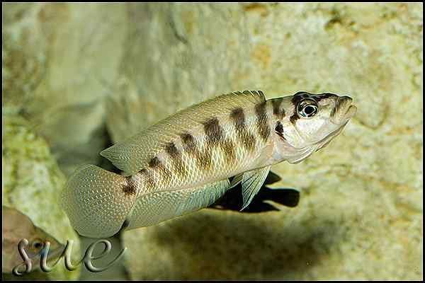 Neolamprologus fasciatus - Man