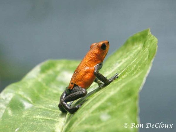 Oophaga pumilio - Aardbeikikker