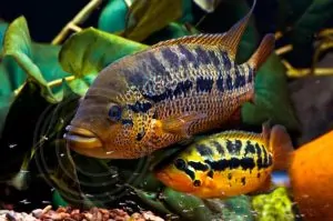 Parachromis motaguensis - Rio Blanco - Koppel