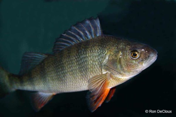 Perca flavescens