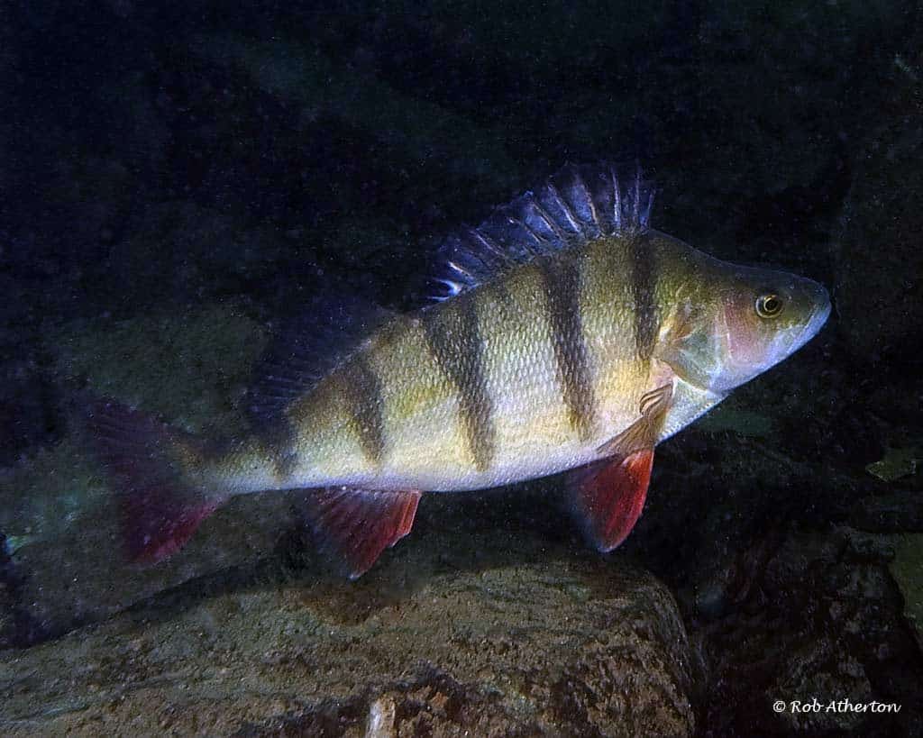 Perca fluviatilis - Europese Baars