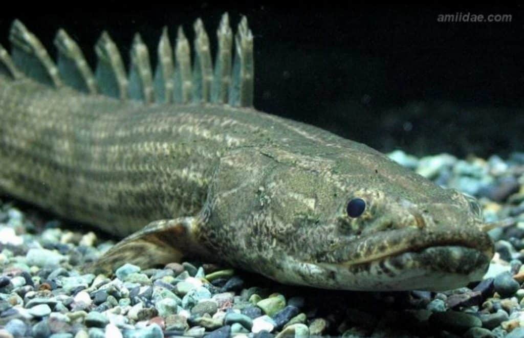 Polypterus bichir
