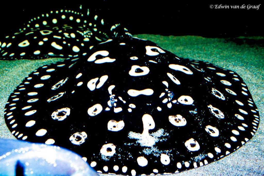 Potamotrygon leopoldi