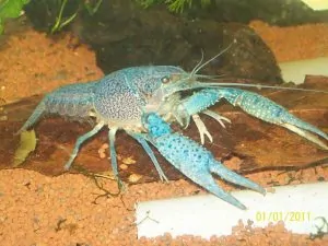 Procambarus alleni var. Blauw - Blauwe Floridakreeft