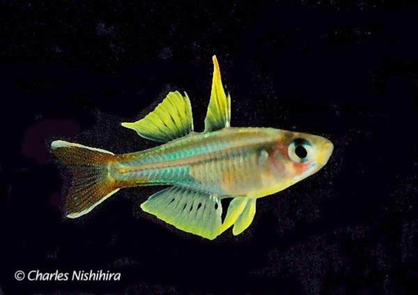 Pseudomugil ivantsoffi
