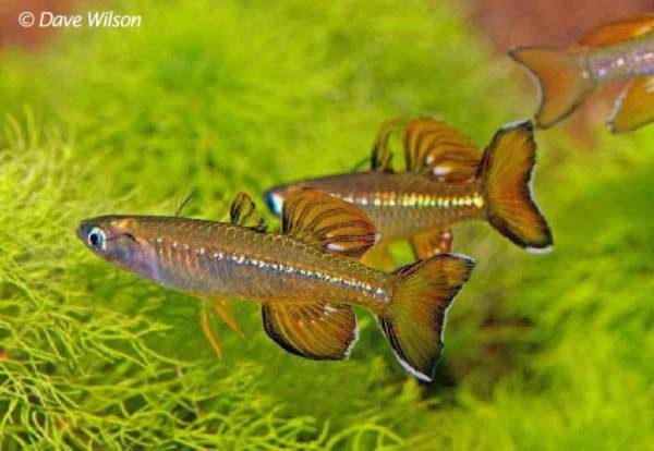 Pseudomugil tenellus