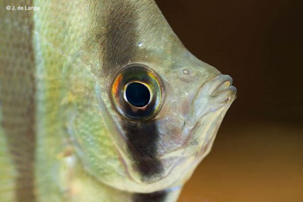 Pterophyllum altum