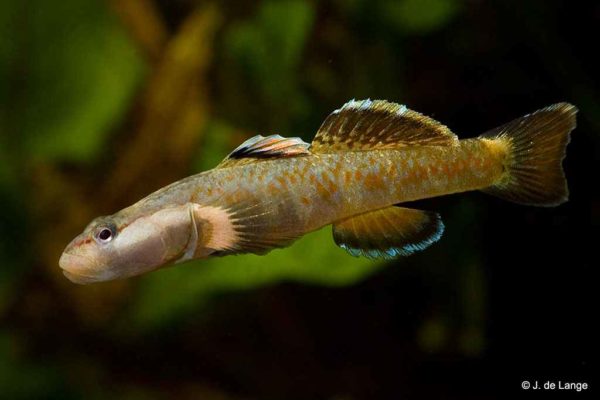 Rhinogobius duospilus - Witwang gobius