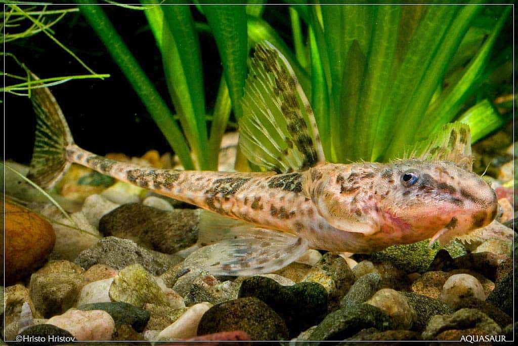Rineloricaria hasemani
