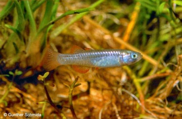 Scaturiginichthys vermeilipinnis