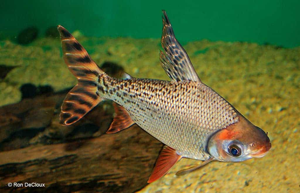 Semaprochilodus taeniurus
