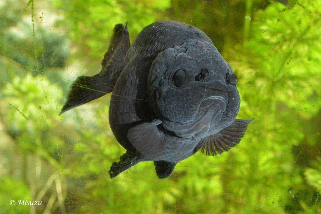 Sluierstaartgoudvis - Ranchu (Buffelrug)