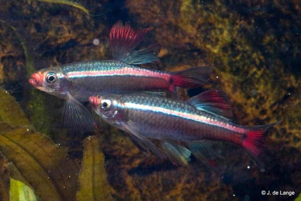 White Cloud Mountain Minnow Temperature: Ultimate Care Guide