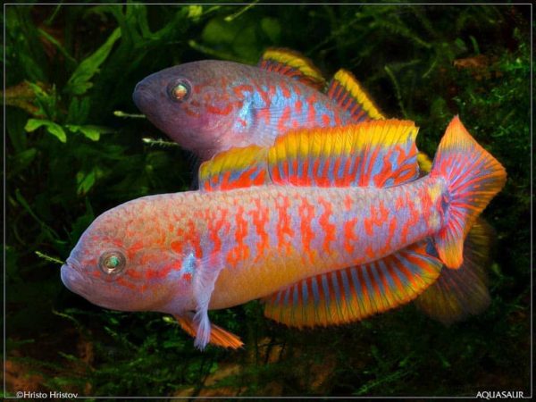 Tateurndina ocellicauda