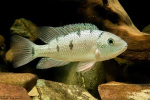 Rheoheros lentiginosus
