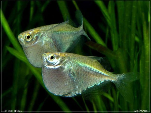 Thoracocharax stellatus - Gestippelde Bijlzalm