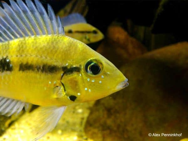 Thorichthys pasionis