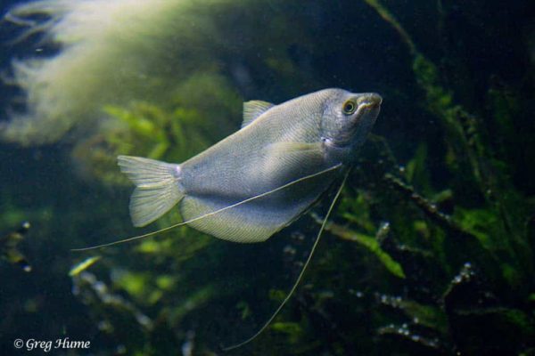 Trichopodus microlepis - Zilvergoerami