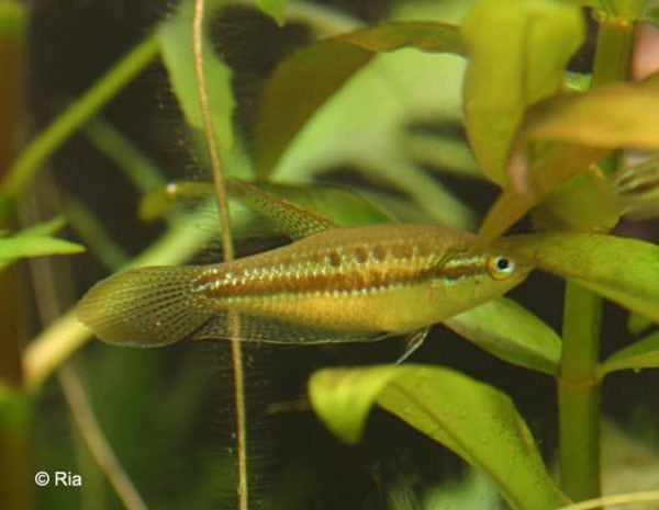Trichopsis pumila - Kleine Knorgourami