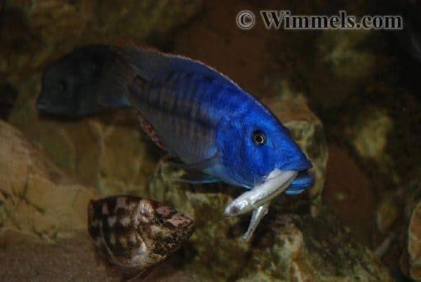 Tyrannochromis nigriventer - Met vis in zijn bek