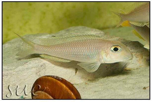 Xenotilapia boulengeri - Isanga