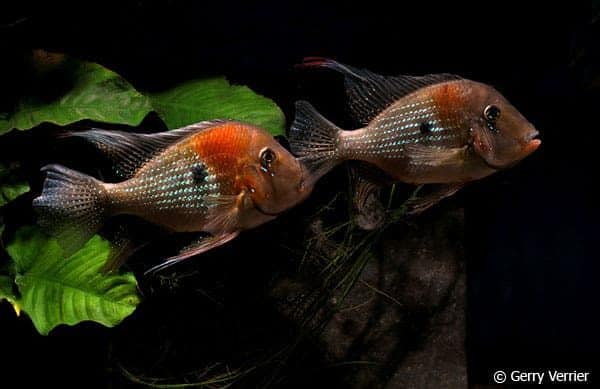 Acarichthys heckelii - Koppel